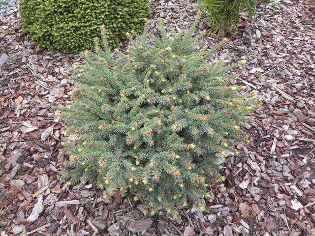 Picea mariana 'E.N. 2003 W.B.'